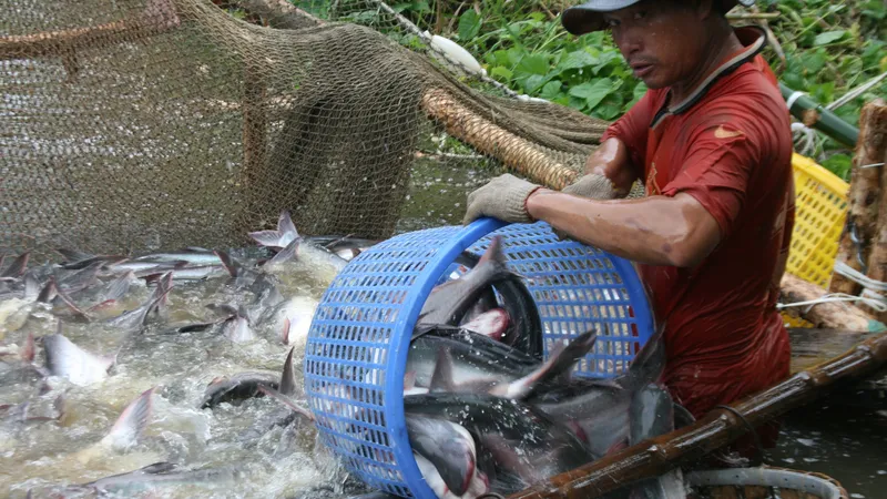 Nông dân ĐBSCL thu hoạch cá tra