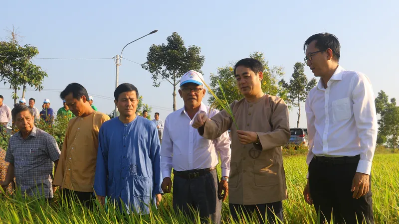 Lãnh đạo tỉnh Hậu Giang thăm đồng lúa trĩu bông tại huyện Vị Thủy ngày 15-2