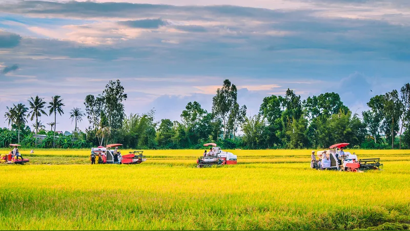 Việc hình thành các cánh đồng sản xuất lớn sẽ giúp nông dân thuận lợi sản xuất lúa chất lượng cao và phát thải thấp 