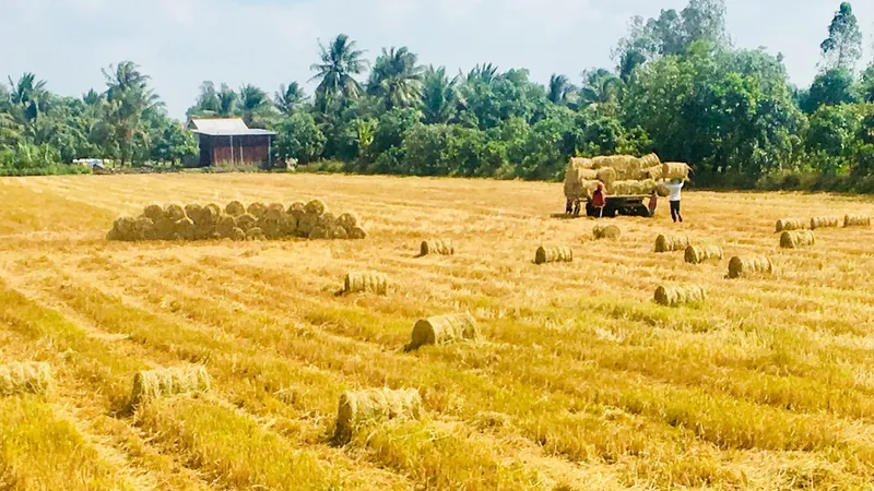 Nông dân ĐBSCL đã bắt đầu sử dụng rơm rạ để làm nấm, góp phần giảm phát thải