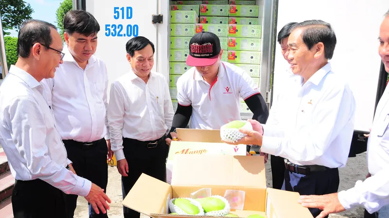 Cần Thơ xuất khẩu lô xoài tượng da xanh đầu tiên sang Mỹ, Úc
