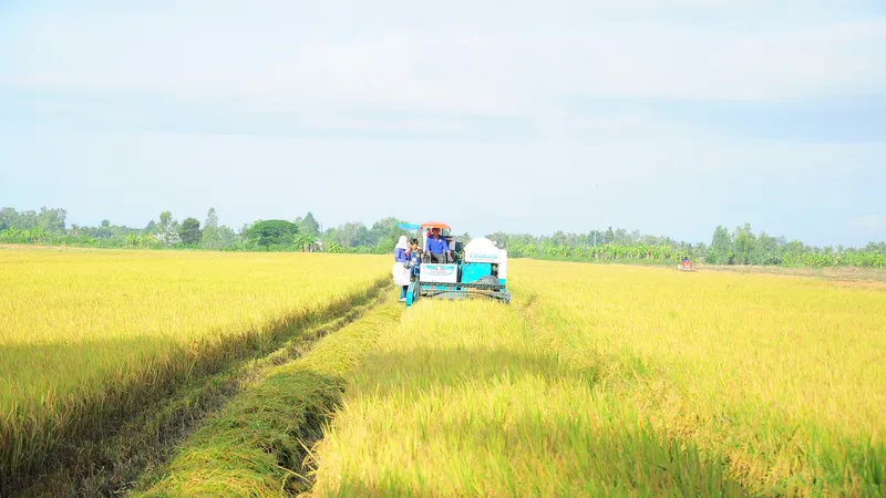 Triển khai Đề án 1 triệu ha lúa chất lượng cao: Giá thành sản xuất 1kg lúa đã giảm 7%-20%
