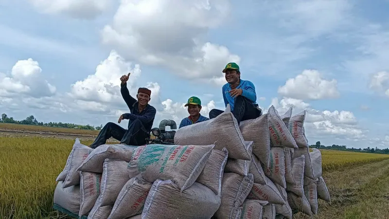 ĐBSCL: Trồng 3.653ha lúa chất lượng cao vụ Đông Xuân