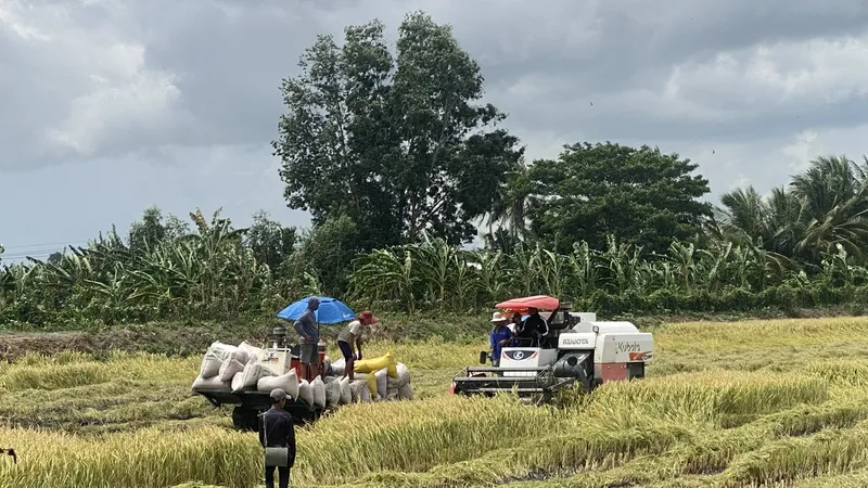 Nhiều diện tích lúa hè thu ở TP Cần Thơ bị đổ ngã giảm năng suất do mưa dông gây ra 
