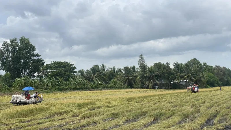 Nông dân TP Cần Thơ tranh thủ thu hoạch lúa hè thu