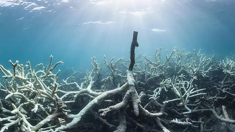 Rạn san hô Great Barrier Reef ở đảo Lizard, Australia bị tẩy trắng