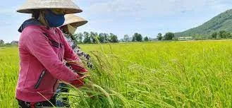 Gần 1.800ha lúa ma lây lan ở miền Bắc 