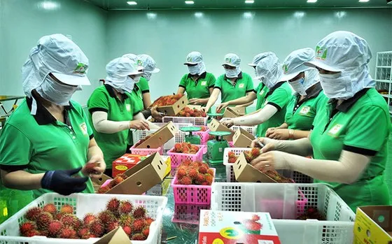 Tăng xuất khẩu chính ngạch, giảm rủi ro cho nông sản