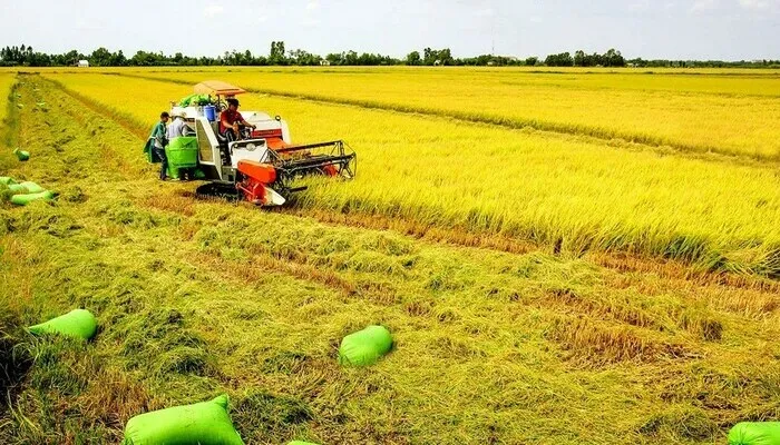 “Làm khó” quy định chuyển nhượng đất lúa