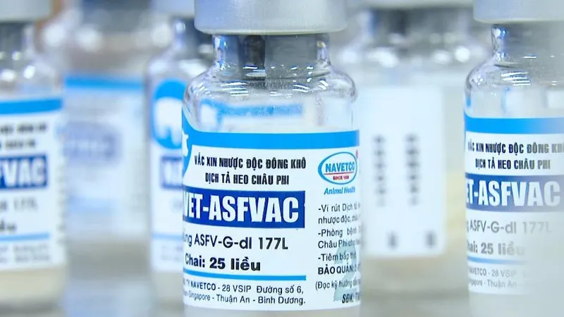 Đồng Nai: Chưa tiêm vaccine phòng dịch tả heo châu Phi