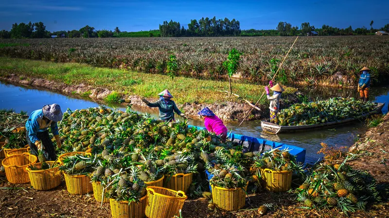 Nông sản của Hậu Giang từng bước được kết nối với doanh nghiệp bao tiêu đầu ra