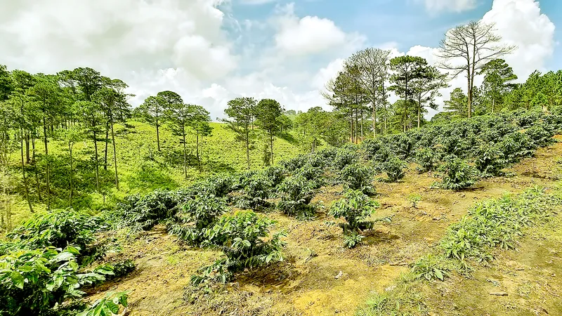 Nhiều diện tích đất lâm nghiệp tại Lâm Đồng đang được "ngầm" giao dịch mua bán gây khó khăn cho công tác quản lý