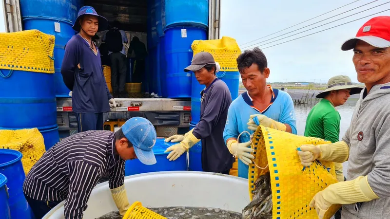 Nông dân Sóc Trăng thu hoạch tôm 