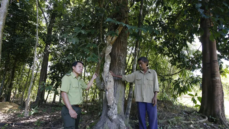 Bên trong khu rừng của già Năm Nổi