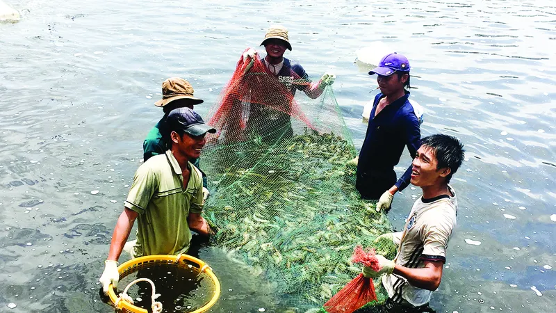 Thu hoạch tôm tại xã Lý Nhơn, huyện Cần Giờ, TPHCM
