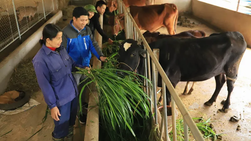 Người dân ở xã Sơn Giang (huyện Hương Sơn, Hà Tĩnh) nuôi nhốt gia súc tại chuồng để tránh rét. Ảnh: DƯƠNG QUANG