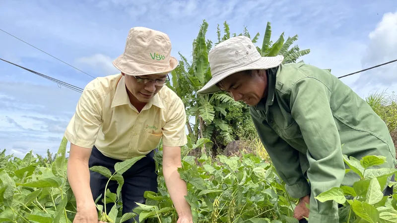 Nông dân ĐBSCL tăng năng suất nhờ sản xuất một vụ đậu nành, hai vụ lúa