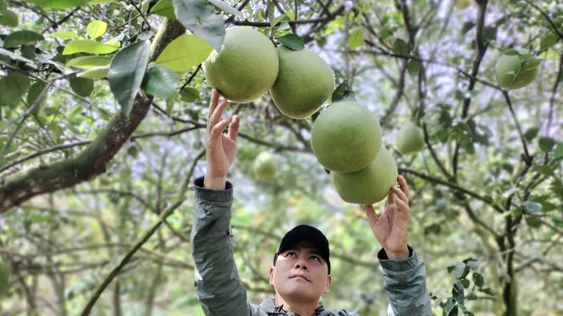Anh Nguyễn Minh Hải, chủ vườn bưởi ở ấp Tân Triều, xã Tân Bình kiểm tra bưởi đến kỳ thu hoạch