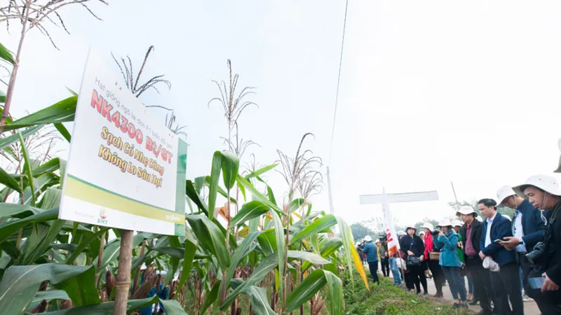 Bộ NN-PTNT và Hội Nông dân Việt Nam tổ chức cho nông dân tham quan một mô hình trồng ngô chuyển gen để tăng năng suất tại tỉnh Thái Nguyên