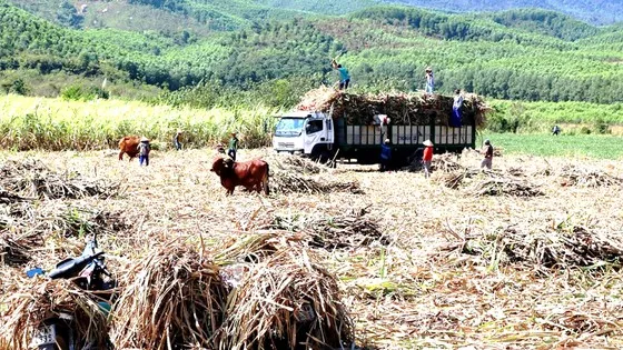 Gia Lai: Nông dân trồng mía, điều thất thu 