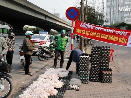 Chưa đến mức “giải cứu” trứng gà, vịt 