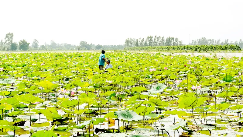 Mô hình trồng sen kết hợp nuôi cá của nông dân Hậu Giang