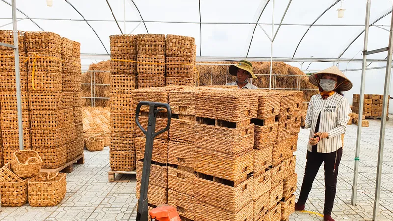 Xuất khẩu các sản phẩm đan đát từ cây năn tượng của HTX Đan đát năn tượng MCF (Sóc Trăng) vào thị trường Australia, Mỹ. Ảnh: TUẤN QUANG