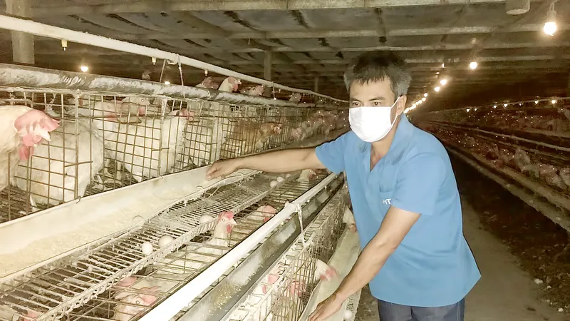 Chăn nuôi “1 cổ 2 kẹp”: Thịt ngoại và doanh nghiệp FDI ép thị phần 