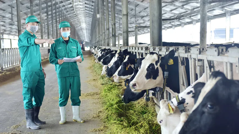 Trang trại của Vinamilk tại Thanh Hóa