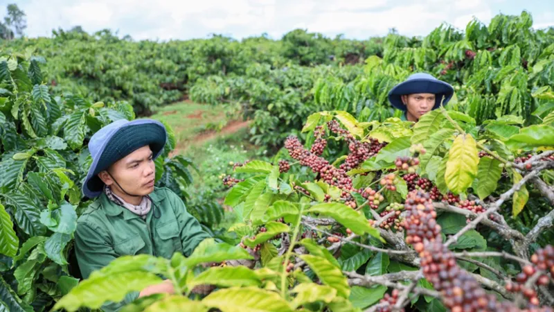 Những vườn cà phê năng suất cao tại tỉnh Đắk Lắk 