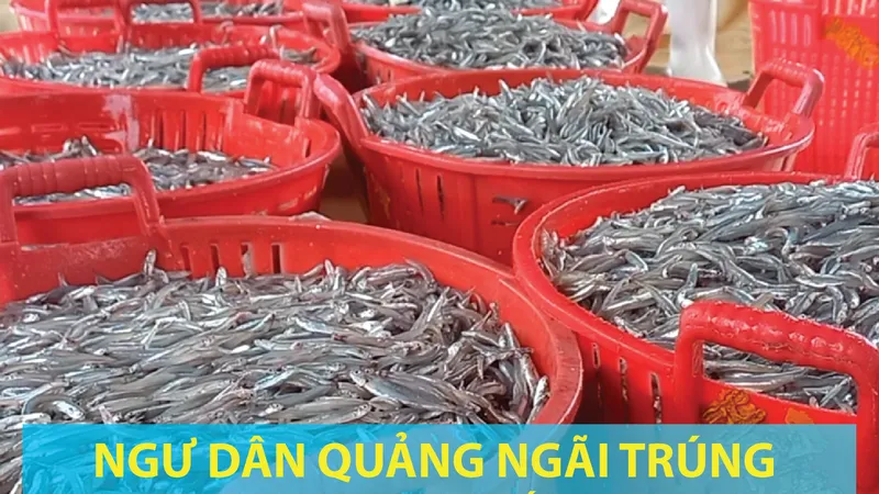 Ngư dân Quảng Ngãi trúng cá cơm cuối vụ