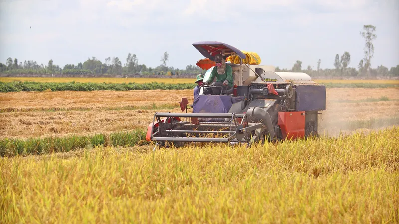 Thu hoạch lúa ở ĐBSCL. Ảnh: NGỌC PHÚC