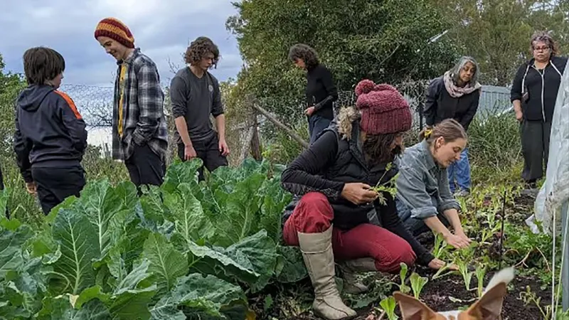 Các tình nguyện viên của Farm it Forward. Ảnh: SBS NEWS