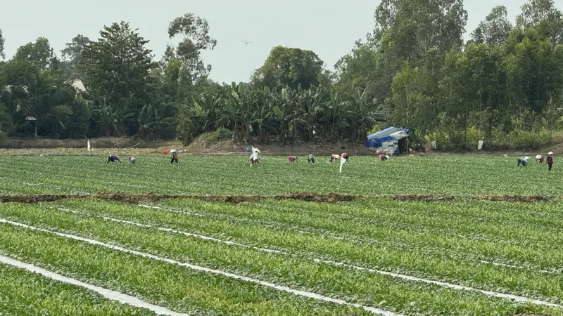 Mùa dưa hấu bội thu