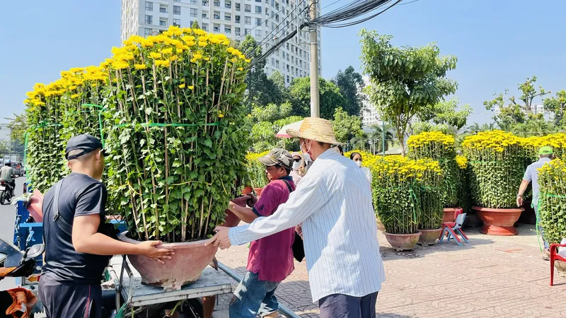 Cúc đại đóa Khánh Hòa bán tại Công viên Gia Định, được xe chuyên chở đến nhà người mua (ảnh chụp trưa 30-1)