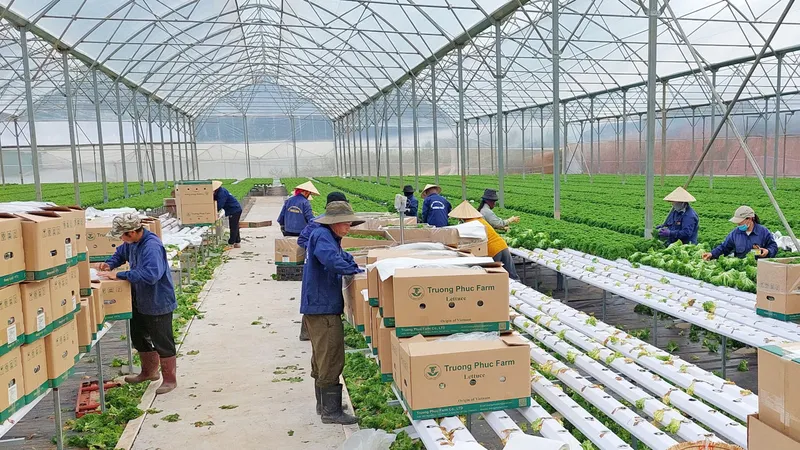 Nông dân thu hoạch rau xà lách tại trang trại rau của Công ty TNHH Trang trại Trường Phúc (TP Đà Lạt) để đóng gói xuất khẩu sang thị trường Hàn Quốc. Ảnh: ĐOÀN KIÊN