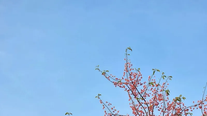 Miền châu thổ mùa này, bông ô môi bắt đầu rực sắc. Ảnh: VINH VÕ