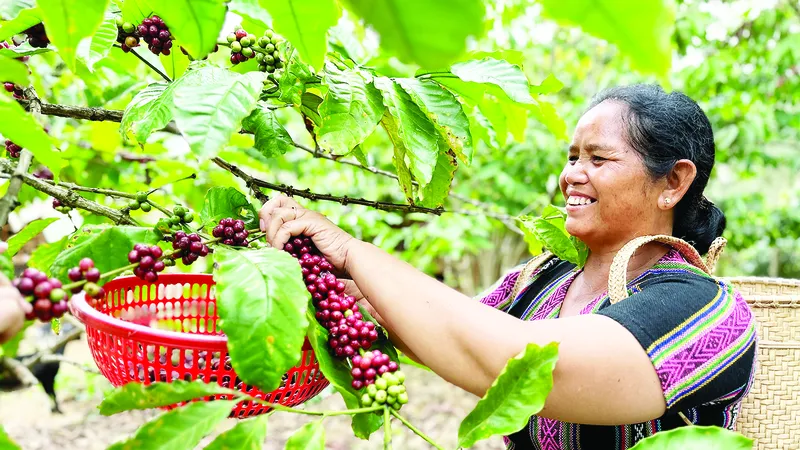 Giá cà phê vượt 100.000 đồng/kg: Không để xáo trộn thị trường
