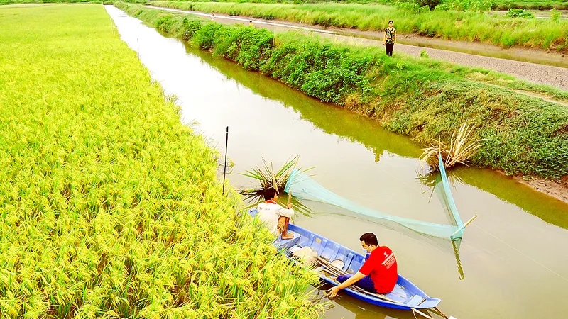 Mô hình lúa hữu cơ kết hợp nuôi tôm càng xanh tại huyện Trà Cú, tỉnh Trà Vinh. Ảnh: TÍN DI