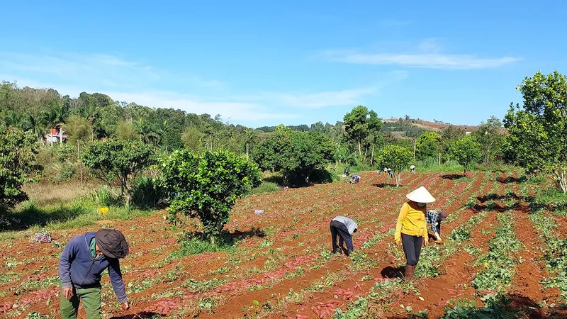 Người dân trồng khoai lang tại Đắk Nông liên tục gặp khó trong tiêu thụ vì thiếu liên kết, thông tin thị trường. Ảnh: MAI CƯỜNG