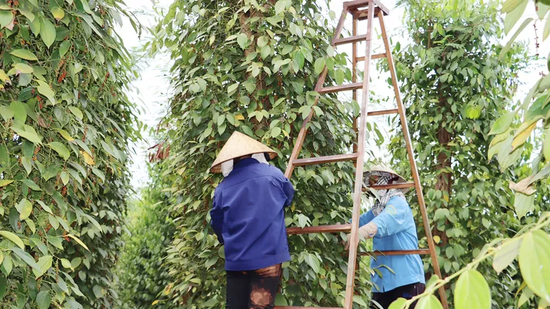 Hồ tiêu bước vào chu kỳ tăng giá mới