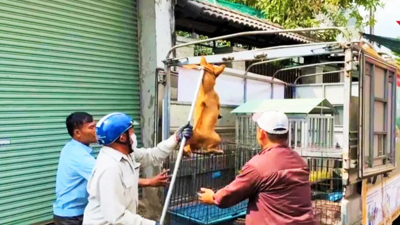 Lực lượng chức năng TP Biên Hòa, tỉnh Đồng Nai bắt chó thả rông 