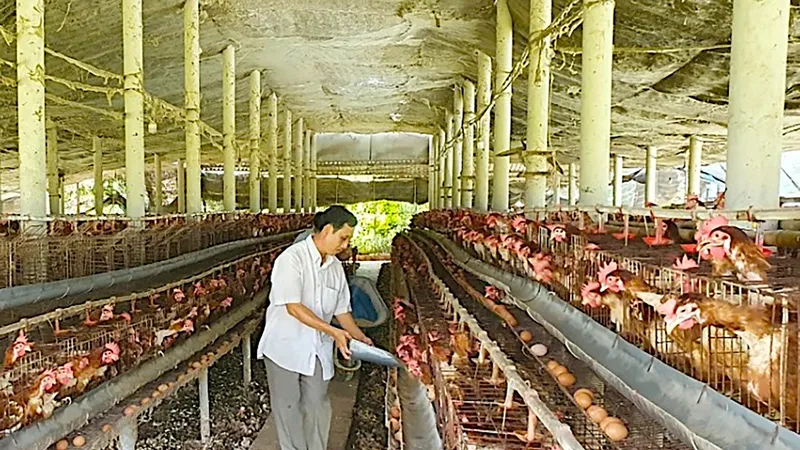 Trang trại chăn nuôi gà tại huyện Cần Giuộc, tỉnh Long An. Ảnh: NGỌC PHÚC