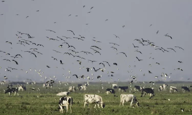 Nguy cơ gia súc nhiễm virus cúm H5N1 từ chim di cư ở Mỹ. Ảnh: EPA
