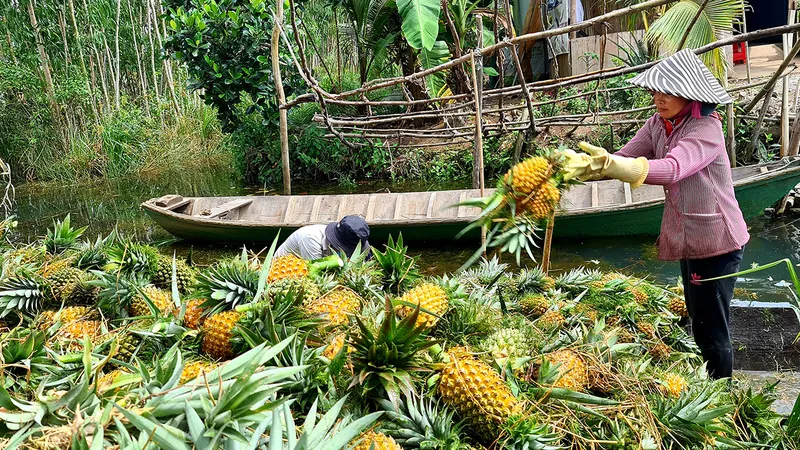 Thu gom, vận chuyển khóm tại vựa khóm ở huyện Tân Phước (Tiền Giang) đưa đi tiêu thụ. Ảnh: NGỌC PHÚC