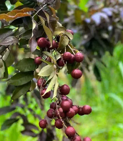 Trái nhãn long vườn nhà