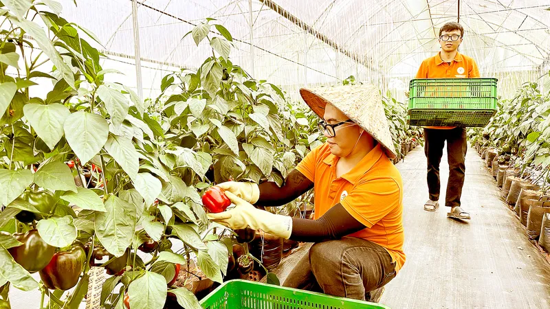 Thiếu chế biến sâu: Nông sản Việt sẽ mất lợi thế