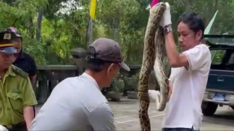 Anh Trương Vinh bàn giao trăn gấm quý hiếm nặng khoảng 10kg