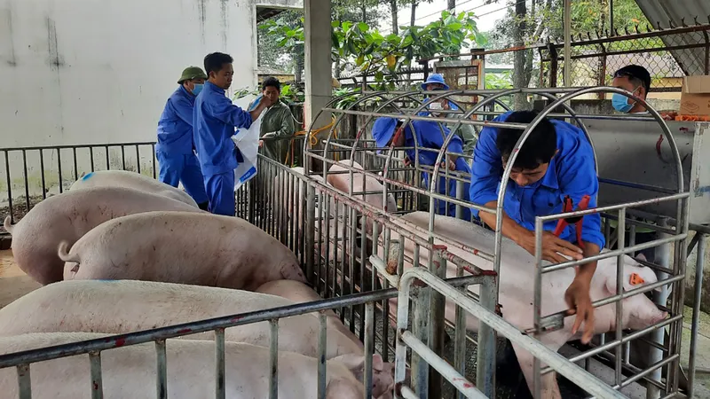 Mô hình chăn nuôi heo sinh học, chất lượng cao tại huyện Trảng Bom (Đồng Nai)