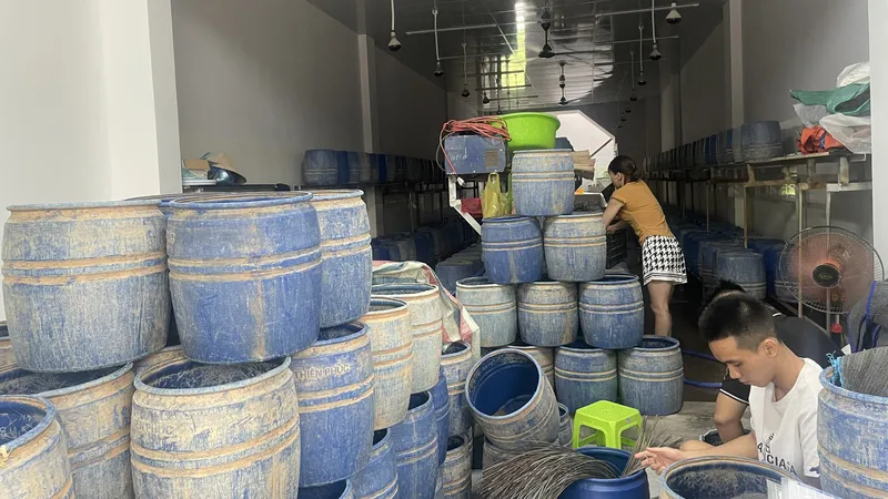 Một cơ sở sản xuất giá đỗ sử dụng hóa chất cấm để kích thích tăng trưởng bị Công an TP Quảng Ngãi (tỉnh Quảng Ngãi) phát hiện 